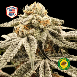 Chem-Crack-Feminized-Seeds