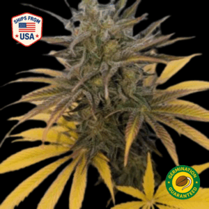 Nepal Pavarti Regular seeds