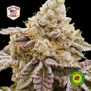 Purple-Gelato-Feminized-Seeds