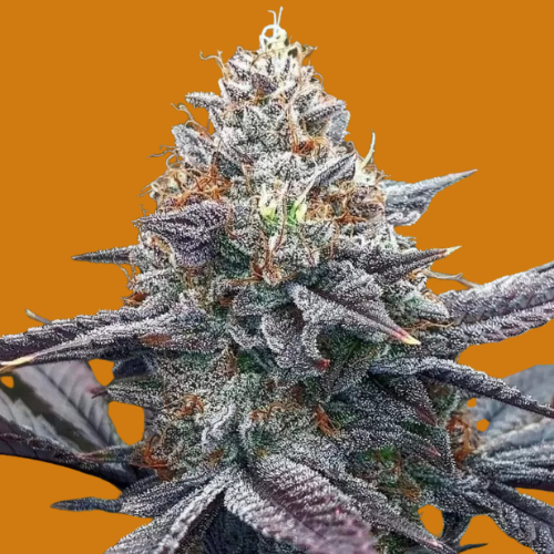 auto-light-window-seeds