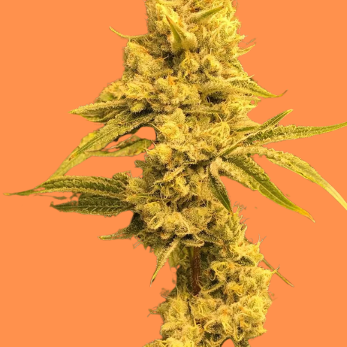 auto-hindu-lights-seeds