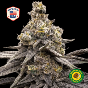 Jack-Herer-feminized-seeds