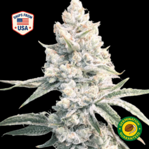 Super-Silver-Haze-Ferminized-Seeds-1