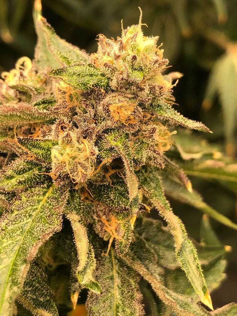 Compound Gmo Feminized Seeds Usa