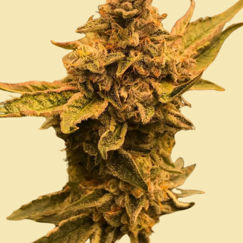 auto-runz-x-citral-ferminized-seeds