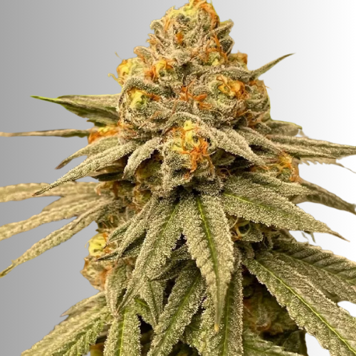Auto-cat-piss-autflowering-seeds