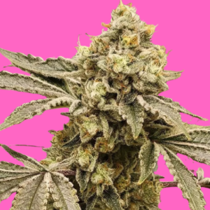 auto-Isd-cookies-autoflowering