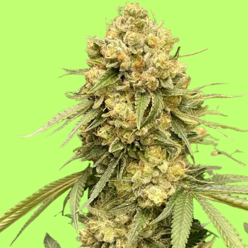 auto-blue-tooth-cake-autoflowering