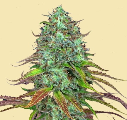Auto L S D Runtz Autoflower Cannabis Seeds