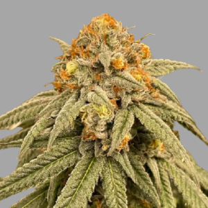 auto-mandarin-runtz-autoflower-seeds