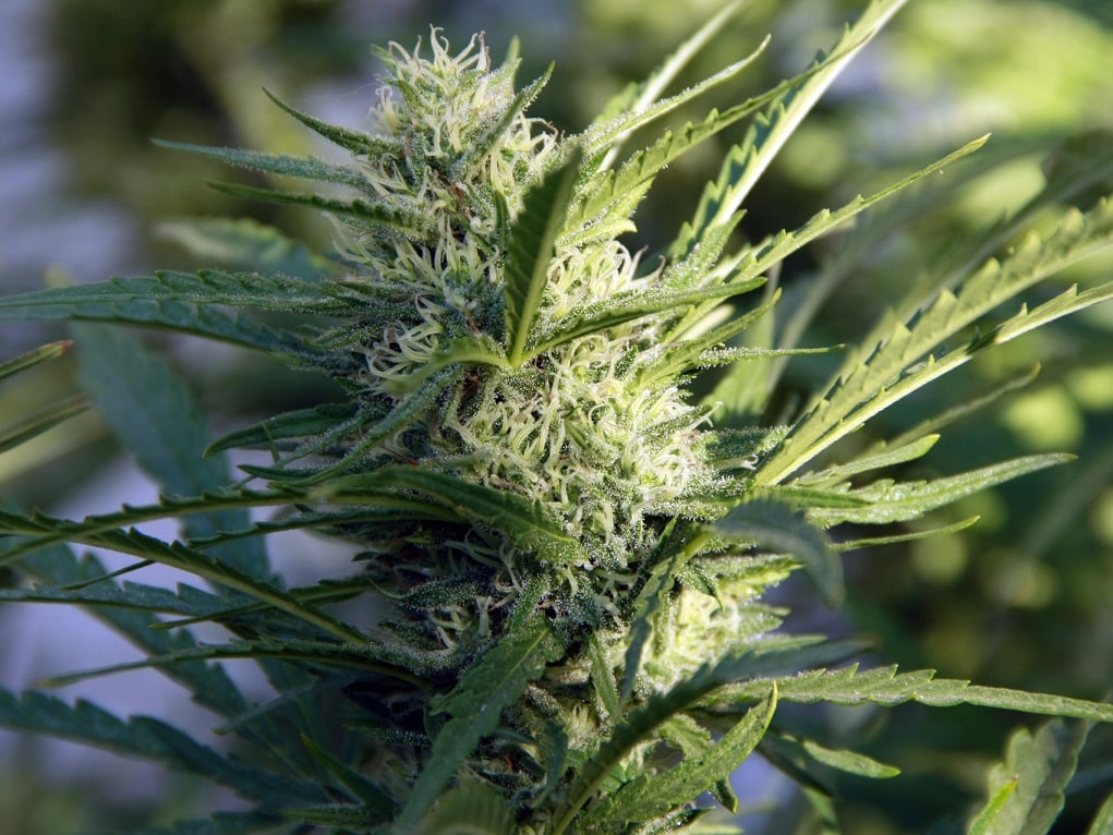 Auto Pie Cannabis Seeds