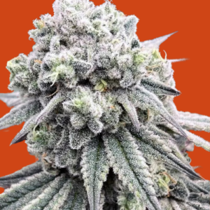 auto-pie-high-autoflowering-seeds