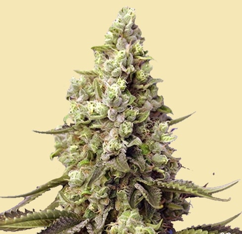 Auto Runtz Wreck Marijuana Seeds