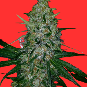 auto-strawberry-cake-autoflower-seeds
