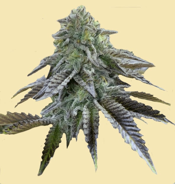 Auto Strawberry Cake Cannabis Seeds