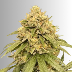 auto-triple-cake-crusher-autoflowering-seeds