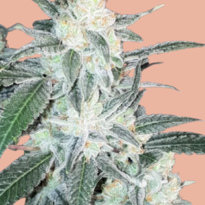 auto-white-wedding-cake-autoflowering-seeds