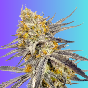 automimosa-cake-autoflowering-seeds