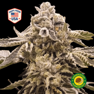 9-Pound-Hammer-Seeds