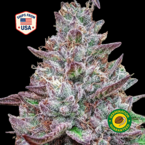 Congo-Red-Feminized-Seeds