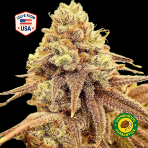 Cookie-Green-Crack-Feminized-seeds