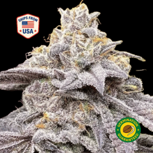 Cookie-Headband-Feminized-Seeds