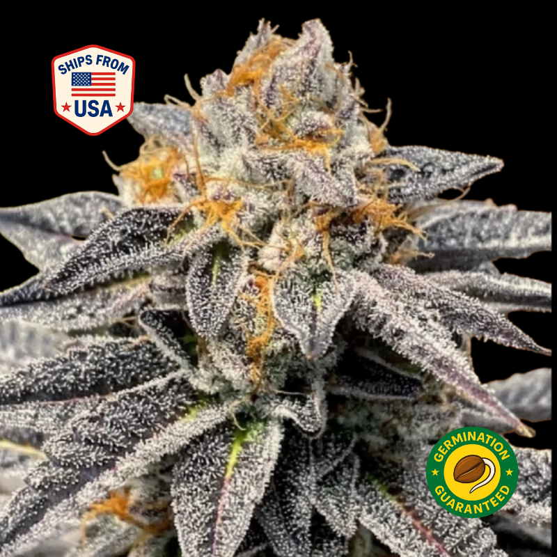 Gelato-Sunset-Feminized-Seeds