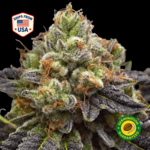 Mimosa-feminized-seeds