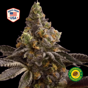 Purple-Punch-Feminized-Seeds