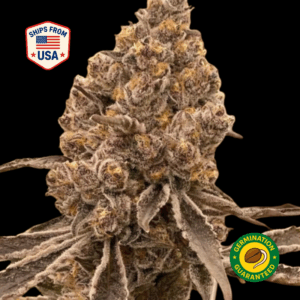 Royal-Cookies-Feminized-Seeds