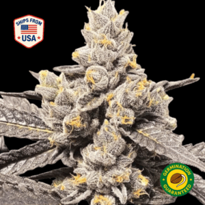 Shango-Church-Feminized-Seeds