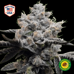 Triangle-Kush-Feminized-Seeds