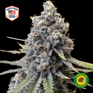 Wookie-OG-Feminized-Seeds