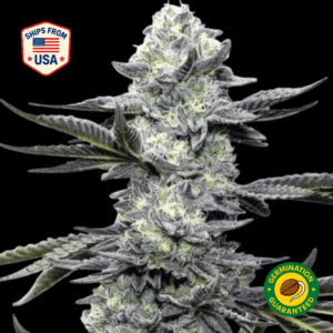 Wookie-Runtz-Feminized-Seeds