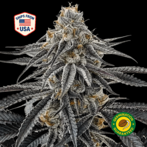 face-off-og-feminized-seeds