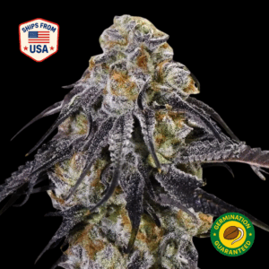 sour-diesel-feminized-seeds