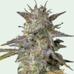 Auto Chem Bomb Cannabis seeds