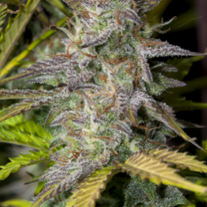 Auto chem bomb cannabis seeds