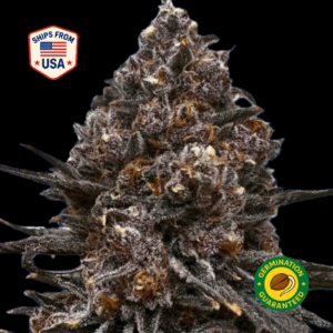 Cheetah-Piss-Zawtz-Feminized-seeds