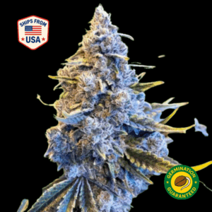 GMO-OG-Feminized-seeds