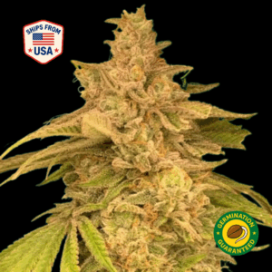 Grape-Mojito-feminized-seeds