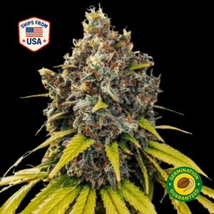 Grease-Monkey-Feminized-seeds