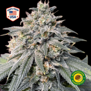 Newton-Ferminised-Seeds-1