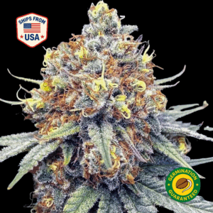 Nidddler feminized seeds
