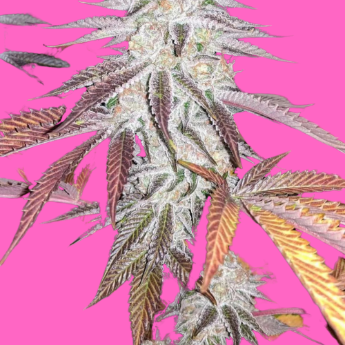 Purple Nerple Ferminised Seeds