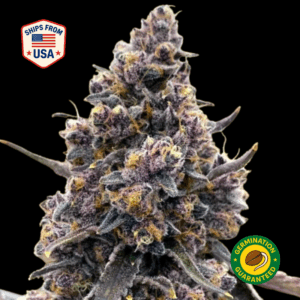 Red-Velvet-Feminized-Seeds