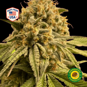 Shunk-Hero-Feminized-Seeds