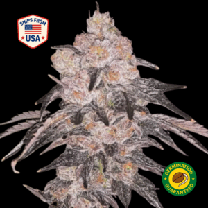 Skywalker-OG-2-0-Ferminised-Seeds