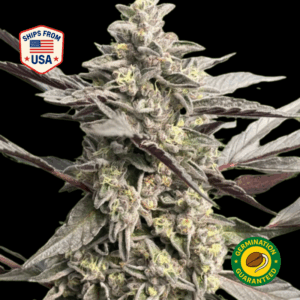 Snooker-Feminized-Seeds