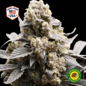 Tropical-Infusion-Feminized-Seeds